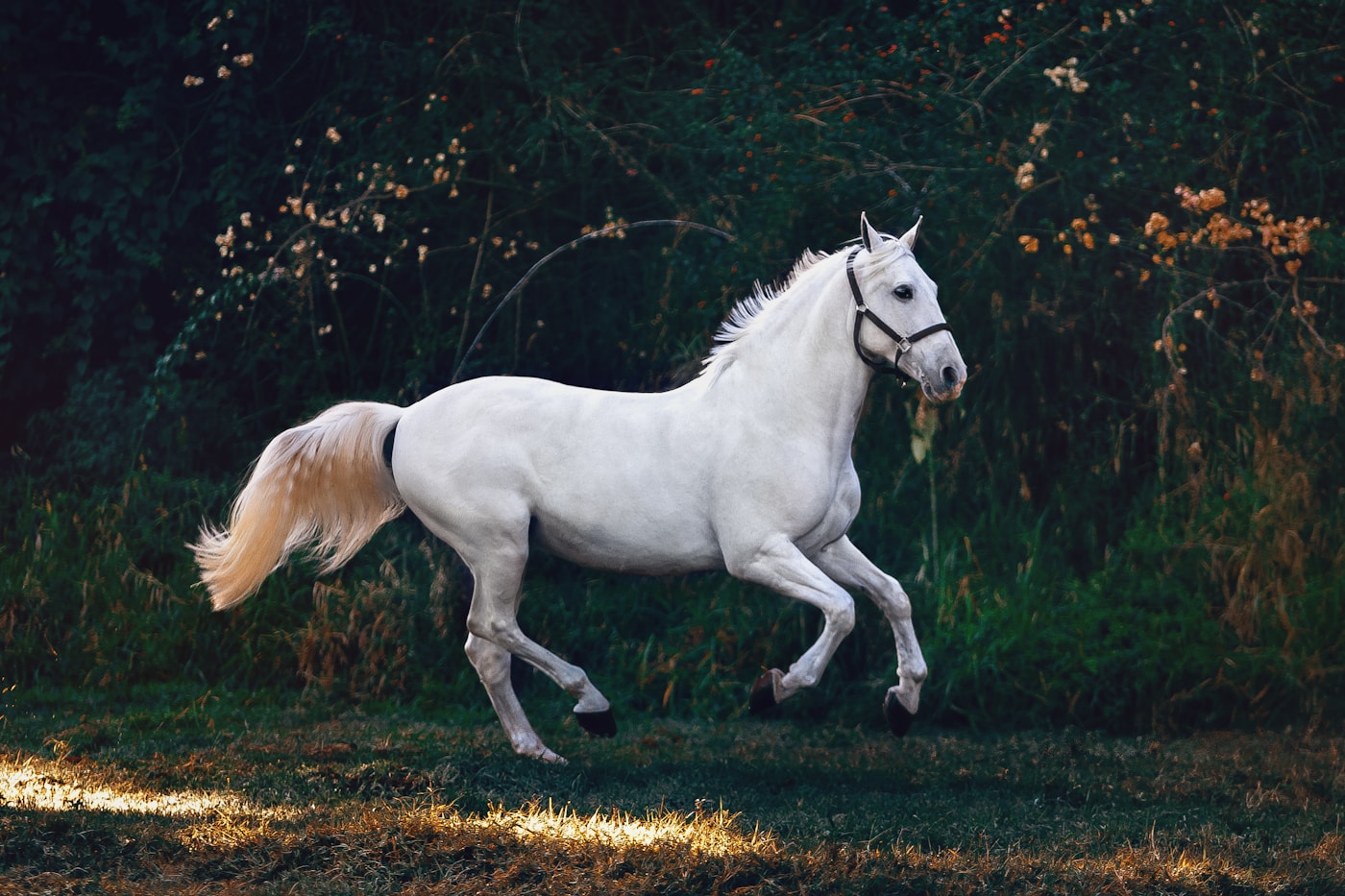 Course hippique et chevaux